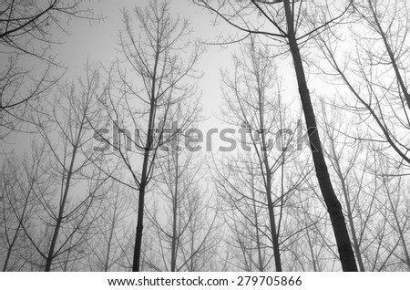 Many straight bare trees are against the overcast sky in the artificial forest covered with mist.
