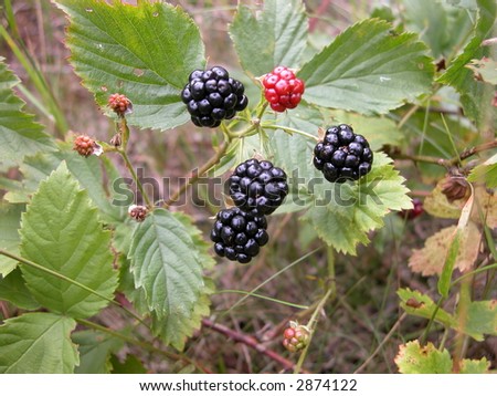 Blackberry bush with black and red berries
