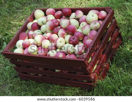 Red and yellow apples in big red box
