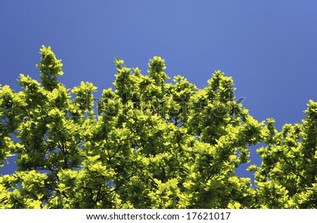 Rich green crown of young oak against blue summer sky, vibrant color of sunny day