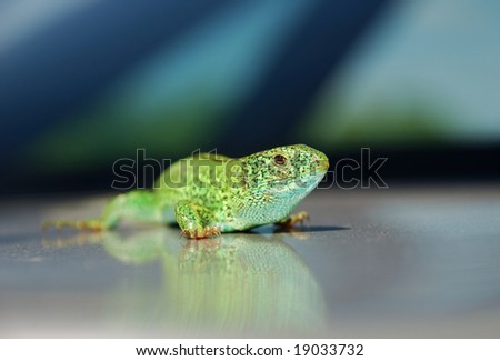 Green lizard on mirror surface with reflection of its skin pattern, closeup, focus on the foreground