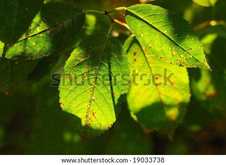Green cherry leaves with a lot of red spots in sunlight, closeup, focus on the foreground, dark green background