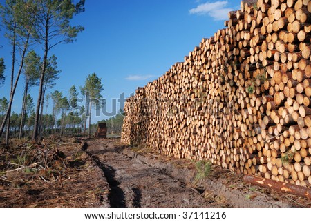 There are huge piles of pine logs sawn against the forest thinned out.