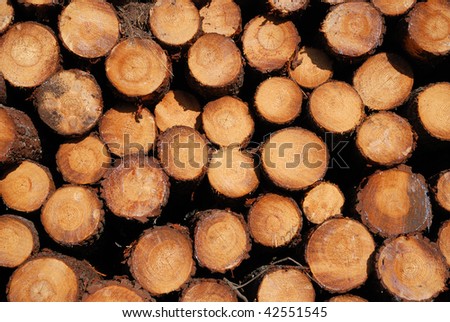 Sawn cuts of pine logs form wood stack background. The photo is made closely. Growth rings and texture of wood are visible distinctly.