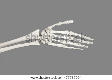 Human Hand Anatomy Stock Photo 77787004 : Shutterstock