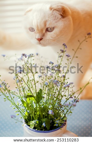 flower forget-me-not and white cat