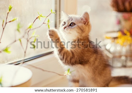 cute little kitty playing with green leaves