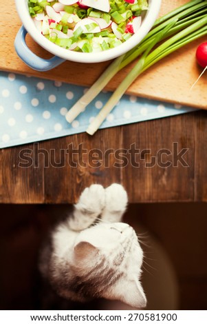 cute little kitty near the salad on the kitchen