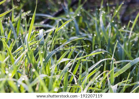 Green grass at sunrise with dew drops in a sunlight