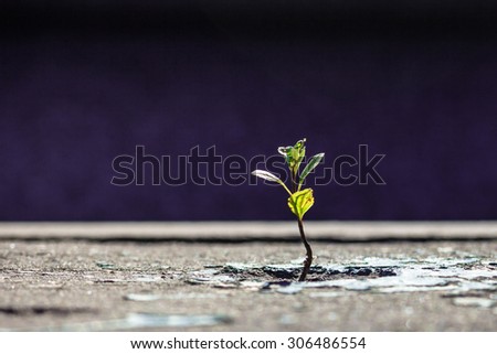 The green sprout of a plant makes the way through asphalt