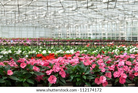 Flower nursery in Europe. Greenhouse with large variety of cultivated flowers.