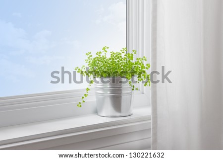 Green Plant On A Window Sill In A Modern Home.