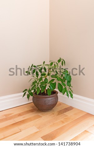 Green plant in a clay pot decorating the corner of an empty room.
