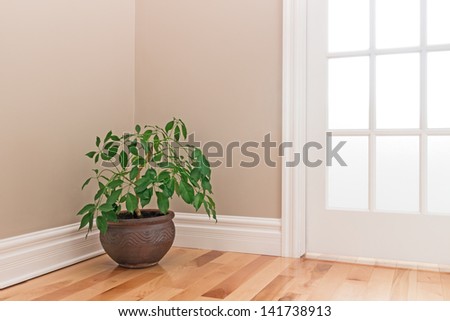 Green plant in a clay pot decorating the corner of a room with a glass door.