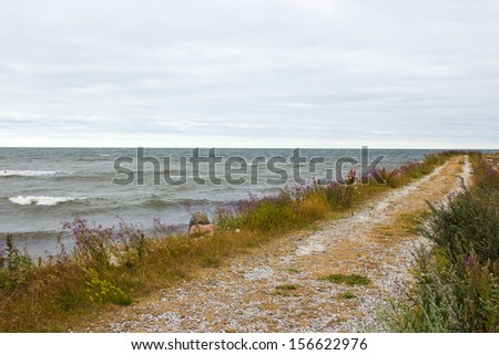 Road along the seaside. Nordic nature of Gotland, Sweden.