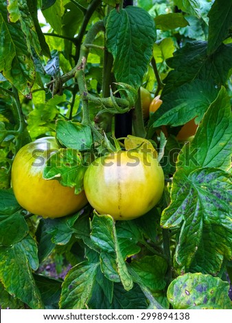 Tomatoes ripening on a vine. Late summer, Canada.