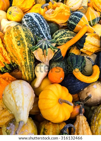 Autumn market, variety of colorful gourds.
