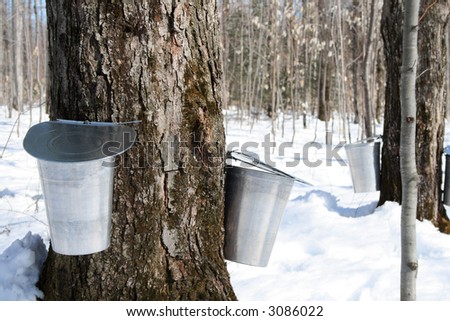 Maple syrup season. Pails on trees for collecting maple sap to produce maple syrup.