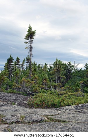Northern coniferous forest. Quebec, Canada.