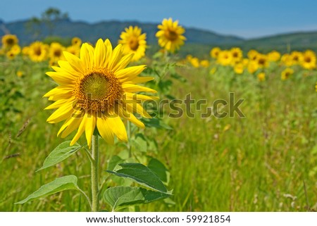 Bright sunflower field under the blue sky with mountains on the horizon.