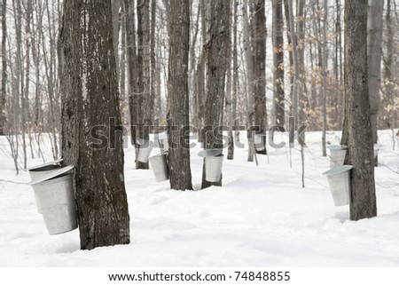 Maple syrup production. Pails used to collect sap of maple trees to produce maple syrup.