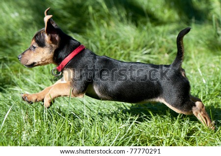 Little brown with black Jack russel running in the grass from right to left