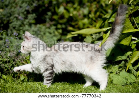 White with gray cat walking in front of bushes on the grass, tail up