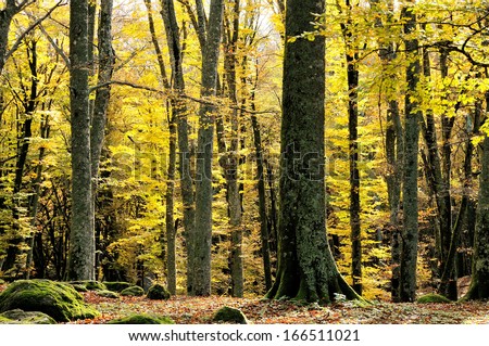 autumn forest in the morning  time