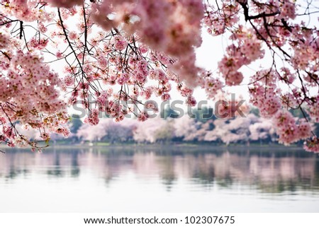 Pink cherry blossoms reflecting in the Tidal Basin in Washington DC