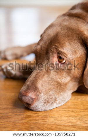 Sad chocolate labrador retriever dog