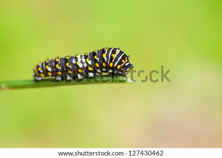 Swallowtail caterpillar eating stalk in the garden