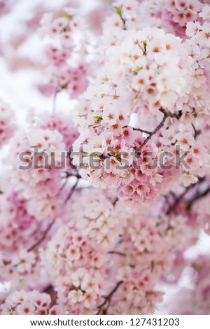 Pink cherry blossoms in springtime in Washington DC