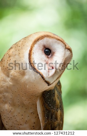 Close up of a barn owl