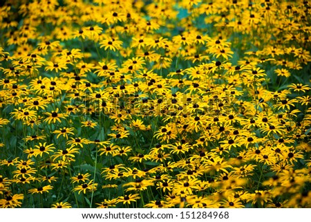 Field of black eyed susan flowers in a summer garden