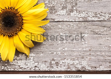 Yellow sunflower on vintage wooden table with cracked white paint