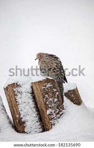 A mouning dove bird huddled on a wooden fence during a winter snow storm