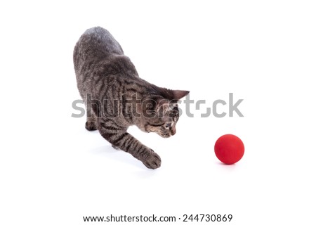 10 month old tabby cat playing with a red ball isolated on a white background