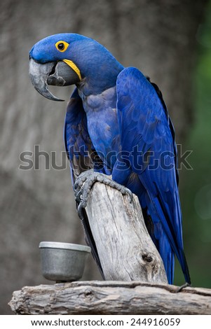 Portrait of a beautiful blue Hyacinth macaw bird on a perch