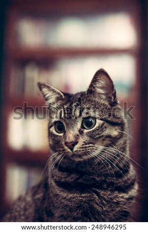 Portrait of a tabby cat in a 1920s era library with barrister bookcases with vintage filtered effect