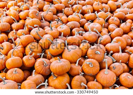 Pile of miniature pumpkins in a pumpkin patch background