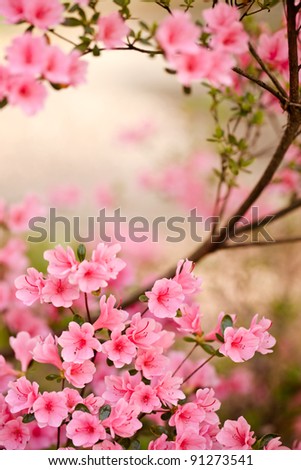 Pink azalea bush in the spring