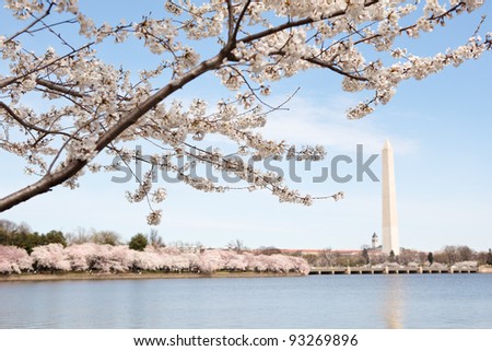 Washington monument in Washington DC under a cherry blossom tree in the spring