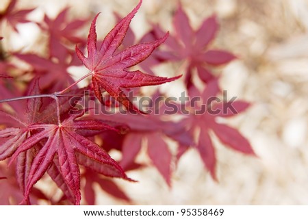Young Bloodgood Japanese maple tree