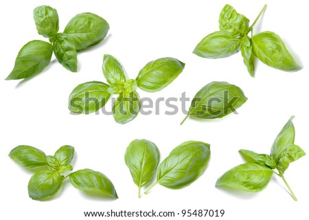 Collection of fresh basil leaves isolated on white