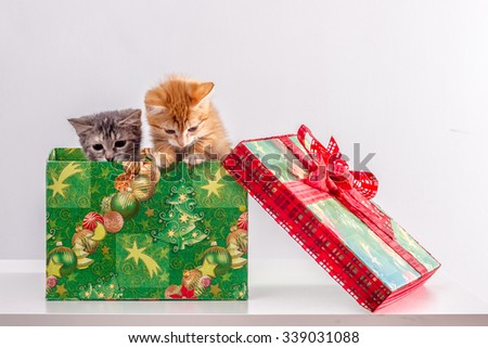 kittens in a Christmas box