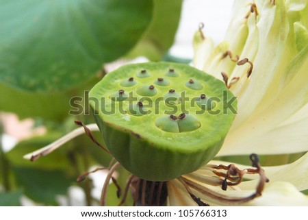 Lotus seeds green background