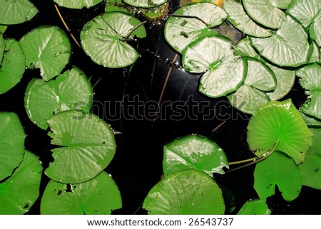 Dark lake with water lily leaves
