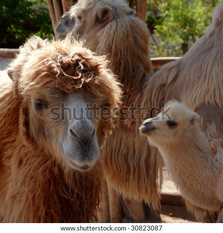 Camels at Budapest zoo
