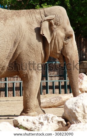 Elephant at Budapest zoo