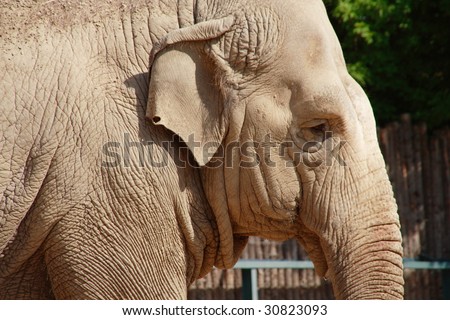 Elephant at Budapest zoo